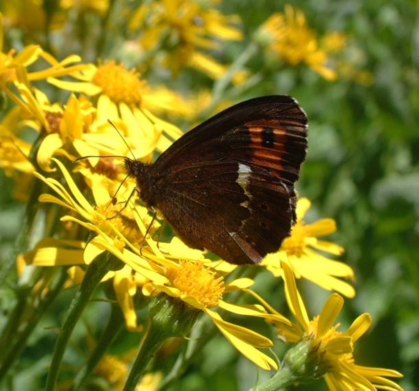 Erebia ligea